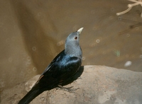 White-billed Starling (endeem)